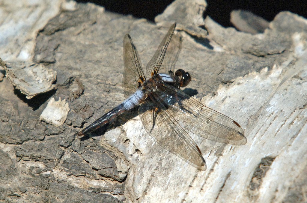 028 2006-07031181 Topsfield Area, ME.JPG - Chalk-fronted Corporal, Topsfield Area, ME, 7-3-2006